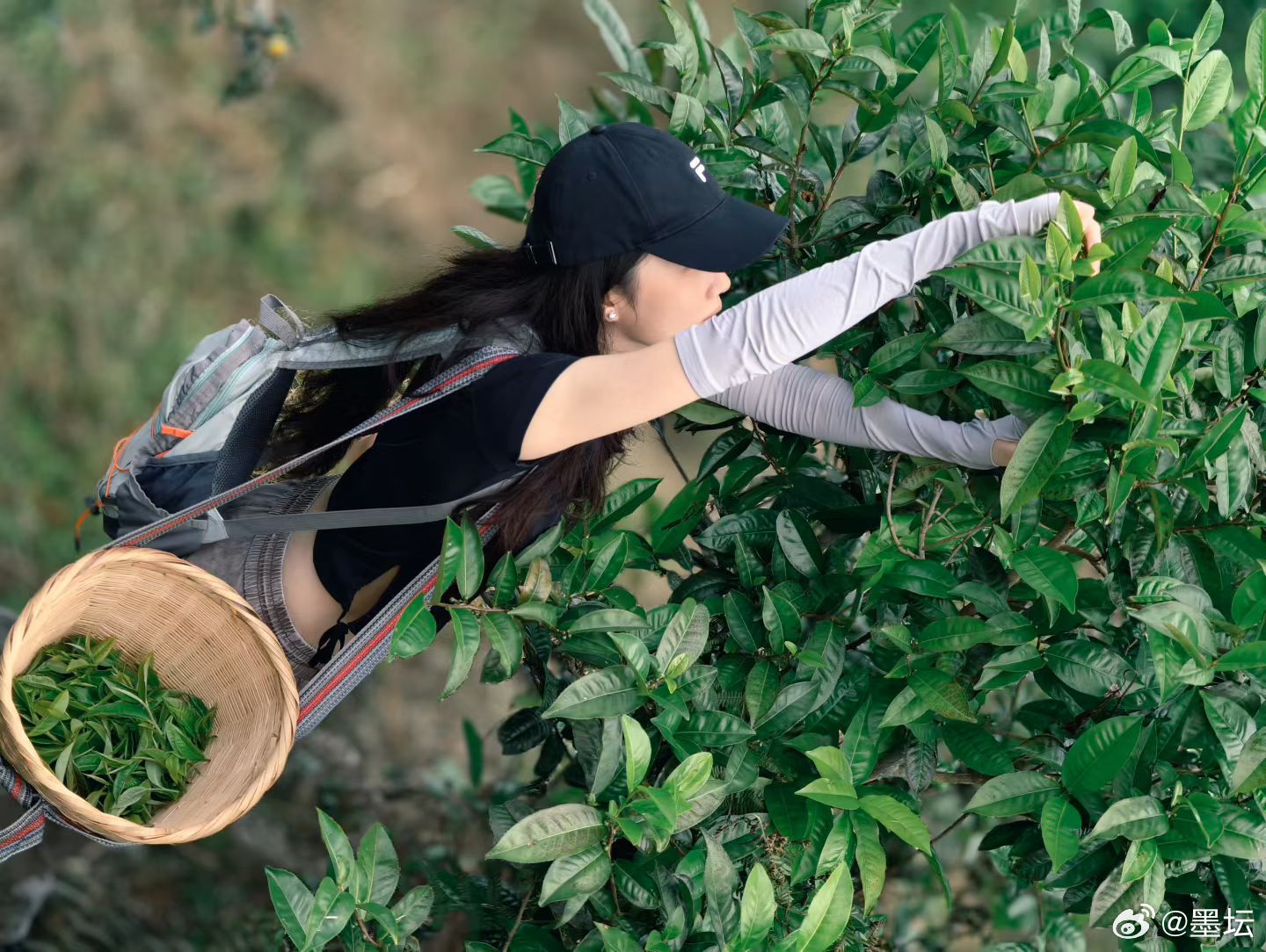 采茶的小姑娘 ​​​