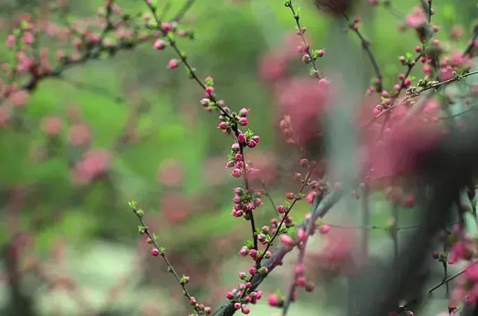 七律|春至京城|步韵和@清风徐来疏影暗香 
燕剪柳风云气嘉，轻衫薄袖满京华。
眼
