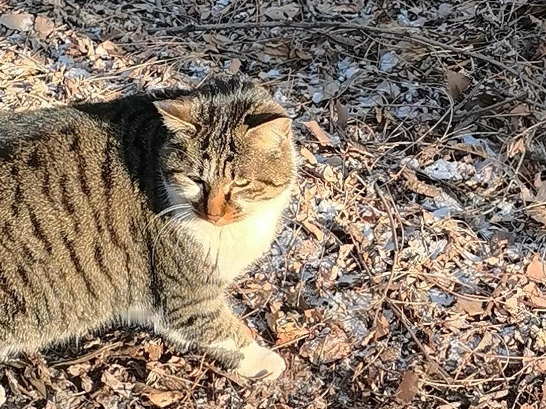 想念那只猫，山上的狸花猫。
脚步安然，神态慵懒。眼神儿里有点匪气，但举止里是优雅