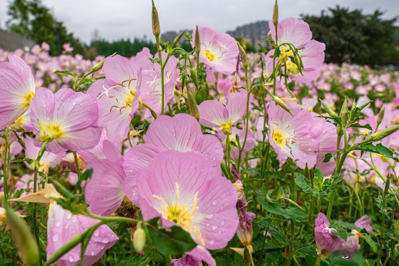 默默的爱、不羁的心一一美丽的月见草花
拍摄于成都青羊区百仁城市文化公园
成都老年