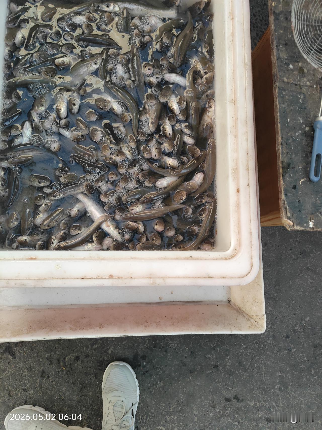 哈尔滨五一劳动节共乐早市发现野货，长的像鲅鱼的江鱼，老板说是食肉鱼，名字好像叫江