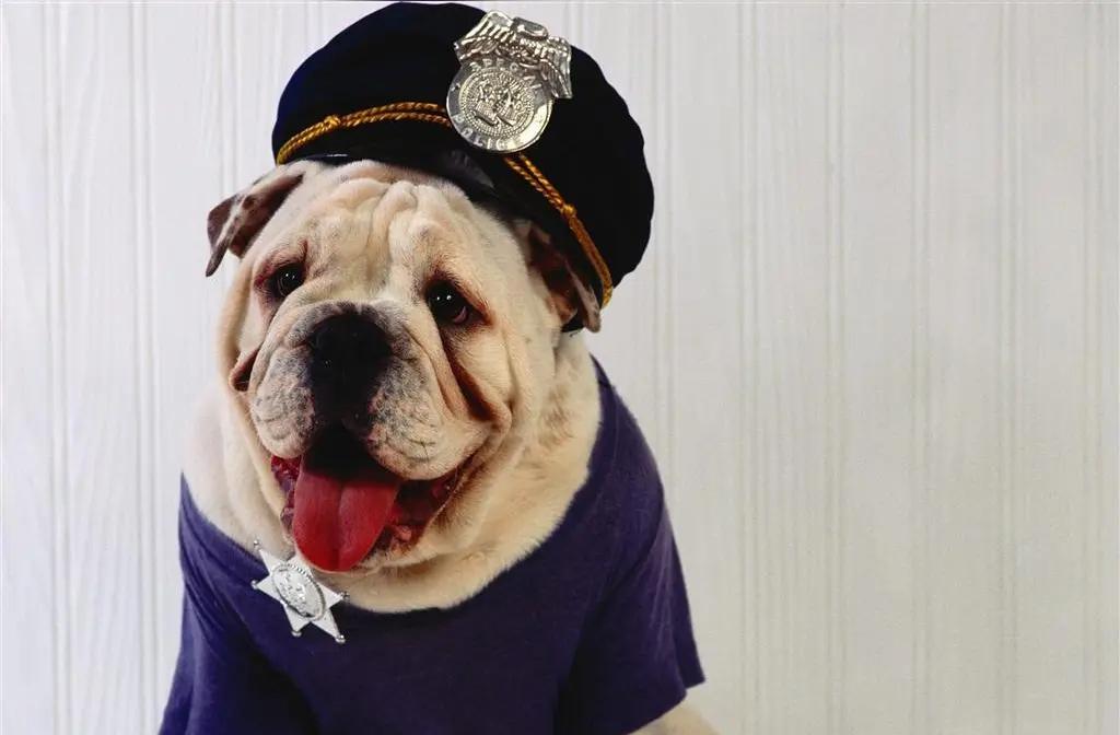 即墨大街上的狗太多了，它们现在是缺狗粮，经常突然窜出来吓人一跳，张着口就想咬人，