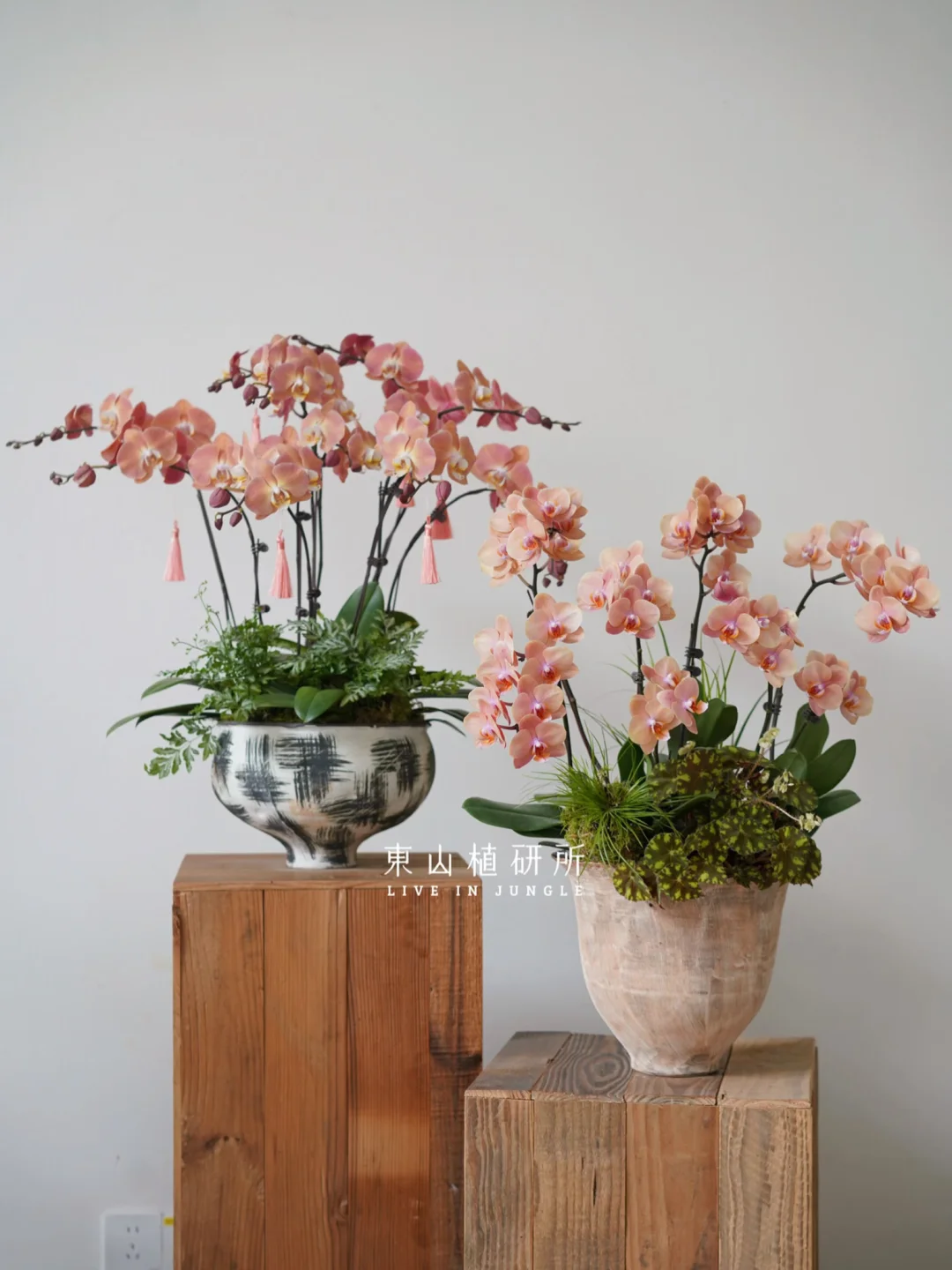 年宵花｜🍣三文魚色系今年的新品特別好看