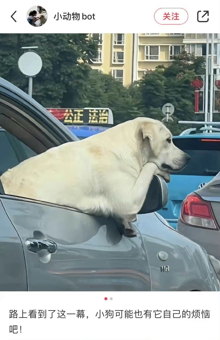 来自堵车小狗的烦恼 ​​​