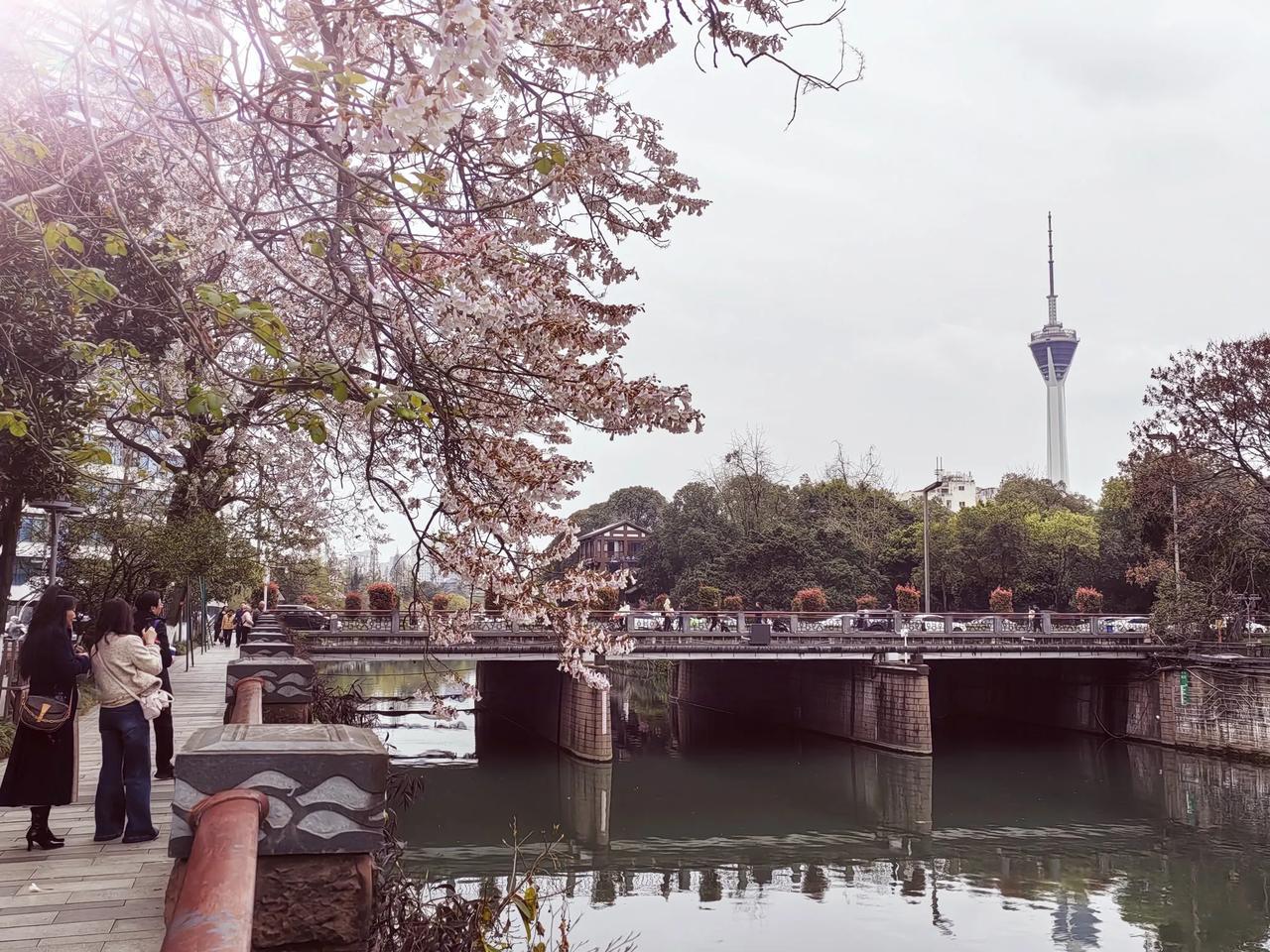 红星桥泡桐记：春在枝头，也在少年心上
 
三月的成都，风是软的，云是轻的，我赶了