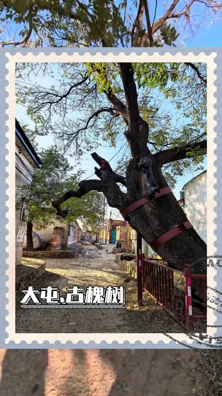 大屯古槐树。