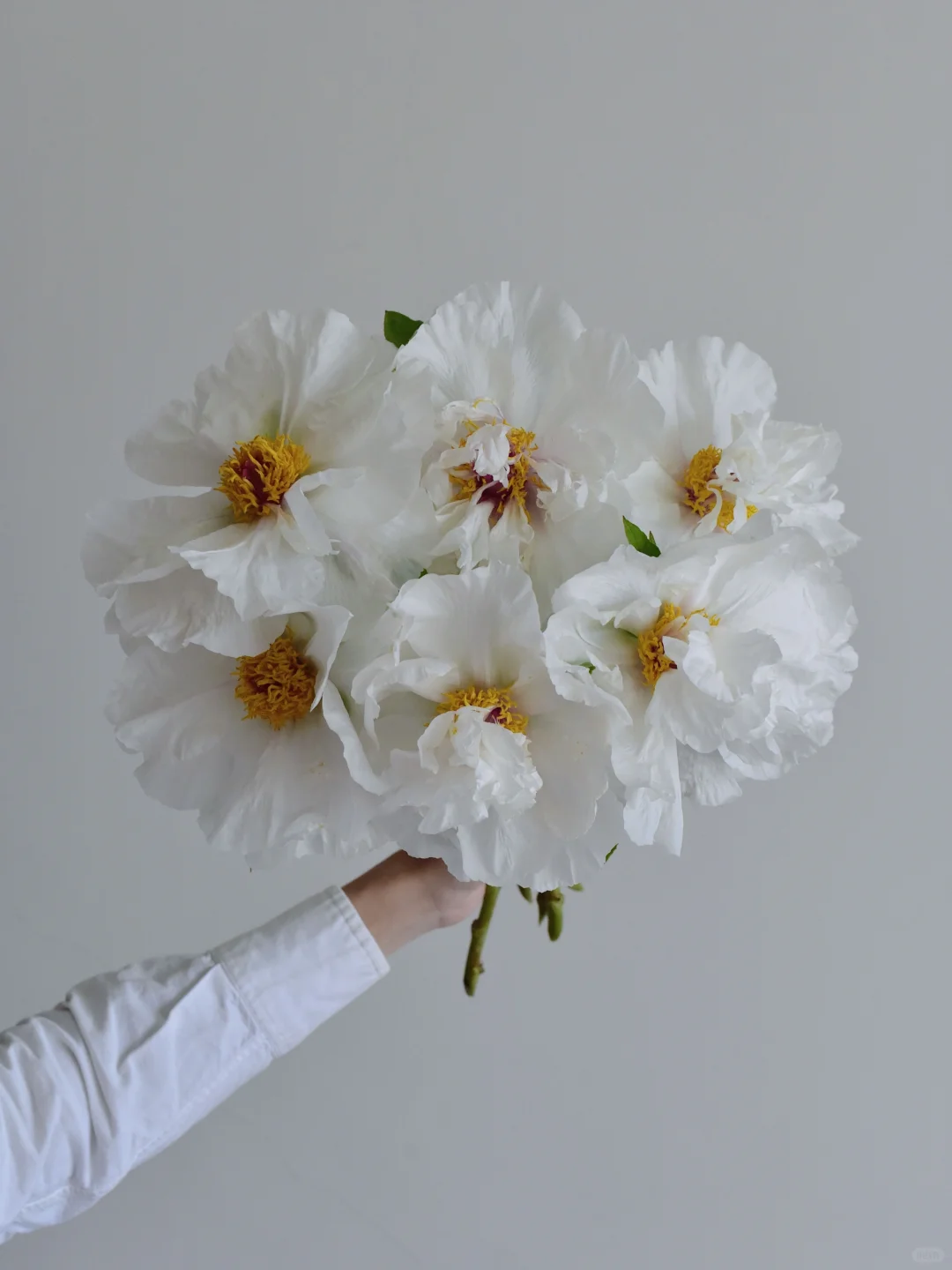 牡丹·琉璃冠珠