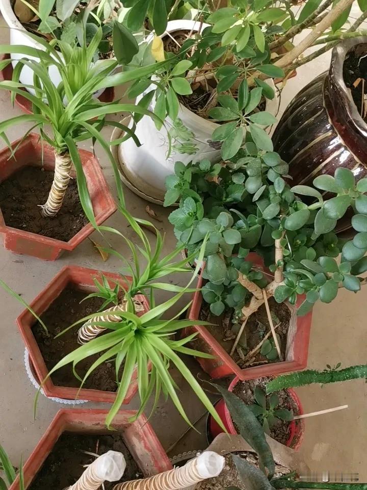 同事养的花都是蔫头耷脑半死不活的，我劝着将这些花扔掉，一是这些花并不是名贵品种，