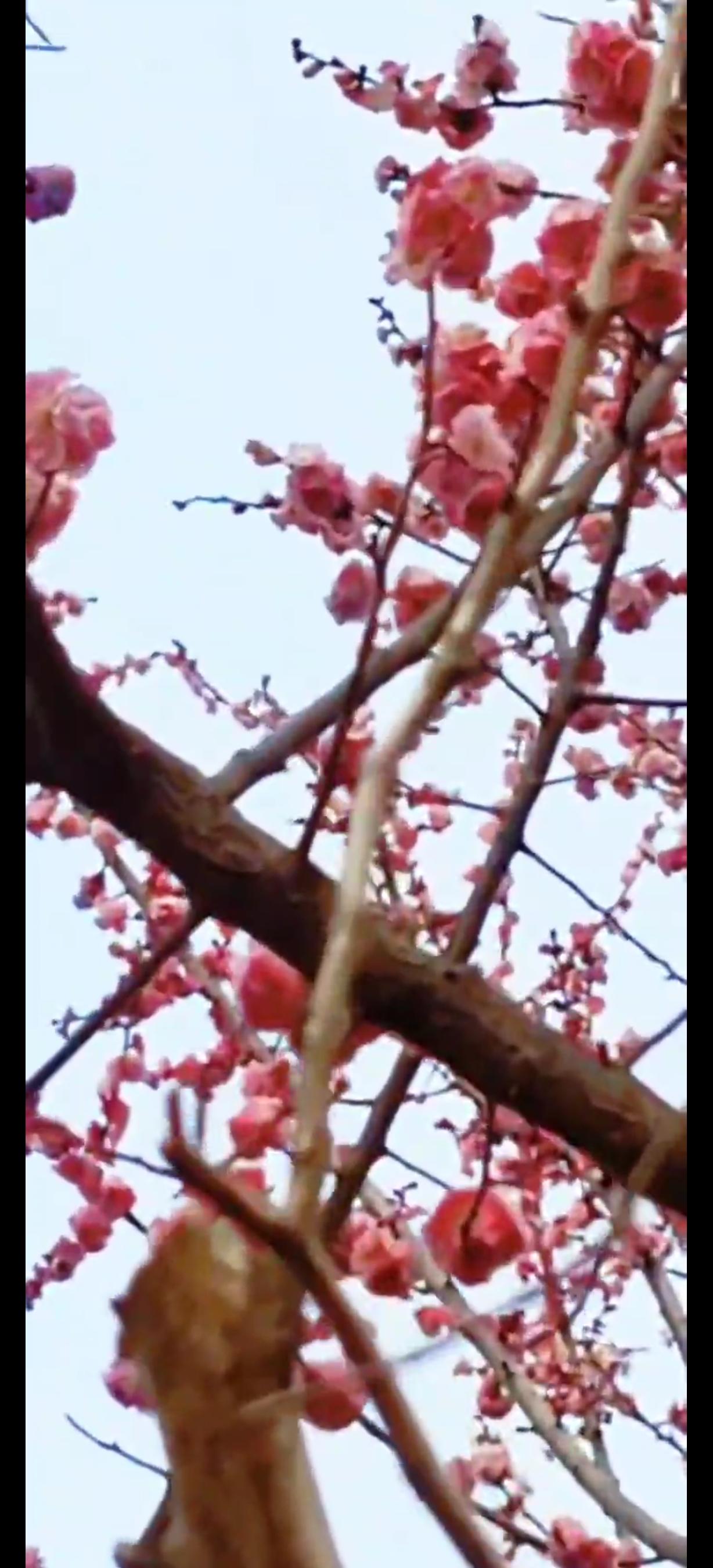 春日生活打卡季 春日真是个让人心情愉悦的季节！它从不打招呼，就悄悄改变了世界。玉