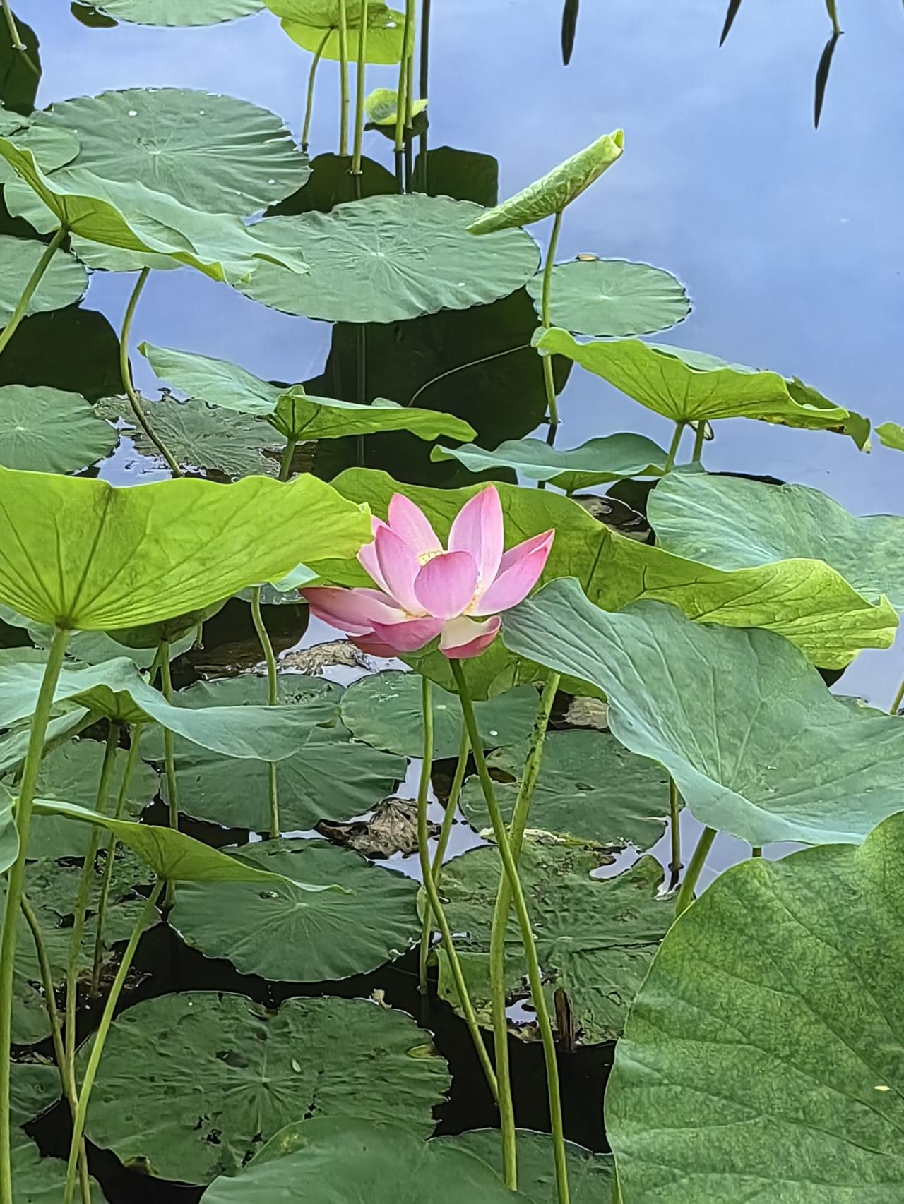 如今，似乎已然洞悉。美国假意让日本冲锋在前，还表态会在背后支持其向中国施压，妄图