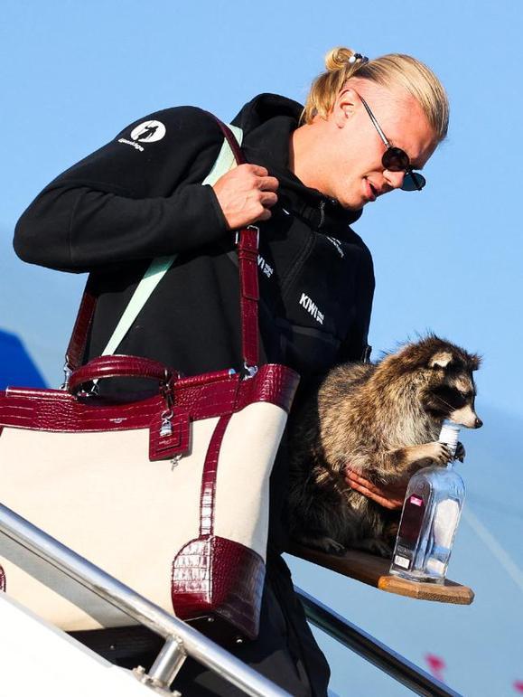 北京时间7月14日，哈兰德在挪威队回国时抱着一只售价560英镑的填充浣熊，这只浣