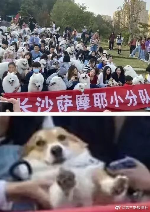 皇上，臣妾真的是白狐啊 