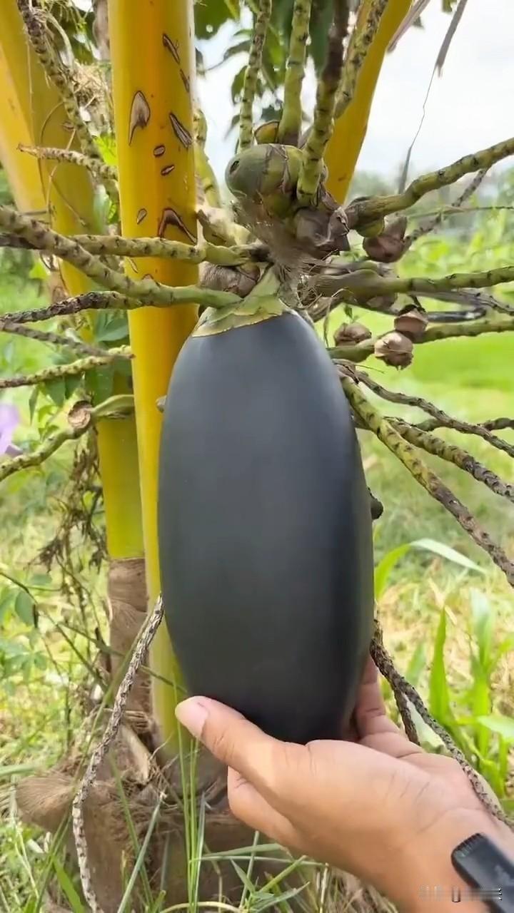 这是什么果实？是茄子？还是椰子？或者这是合成的图片？

第一眼看到这个果实，这是