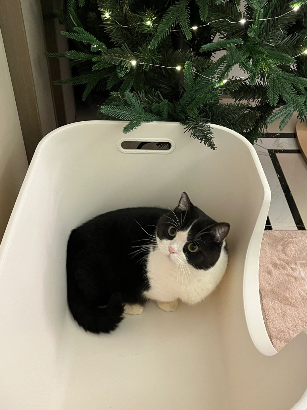 猫咪怎么这么喜欢待在盒子里🪀