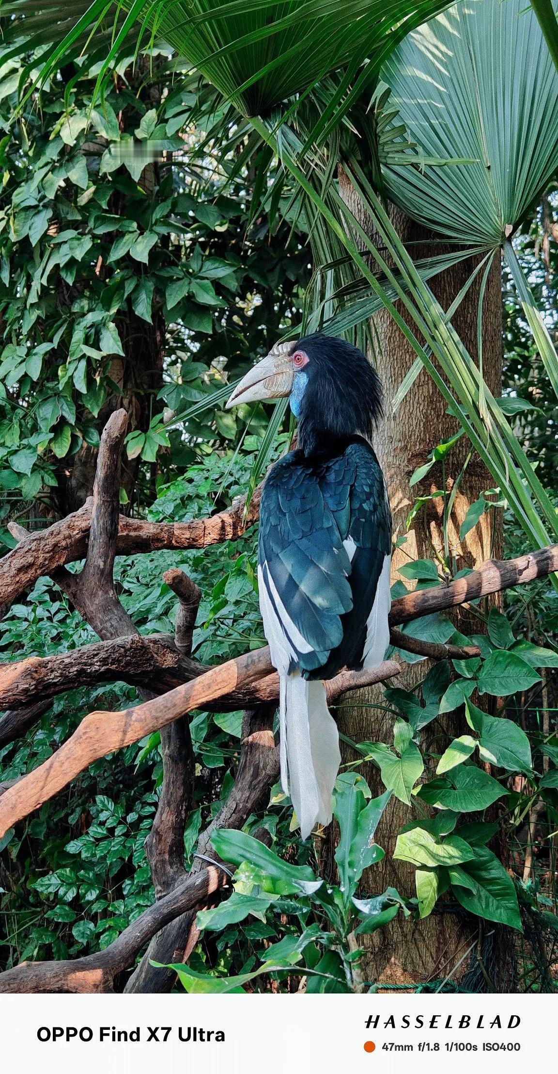 花冠皱盔犀鸟
Wreathed Hornbill
中国野保一级动物
