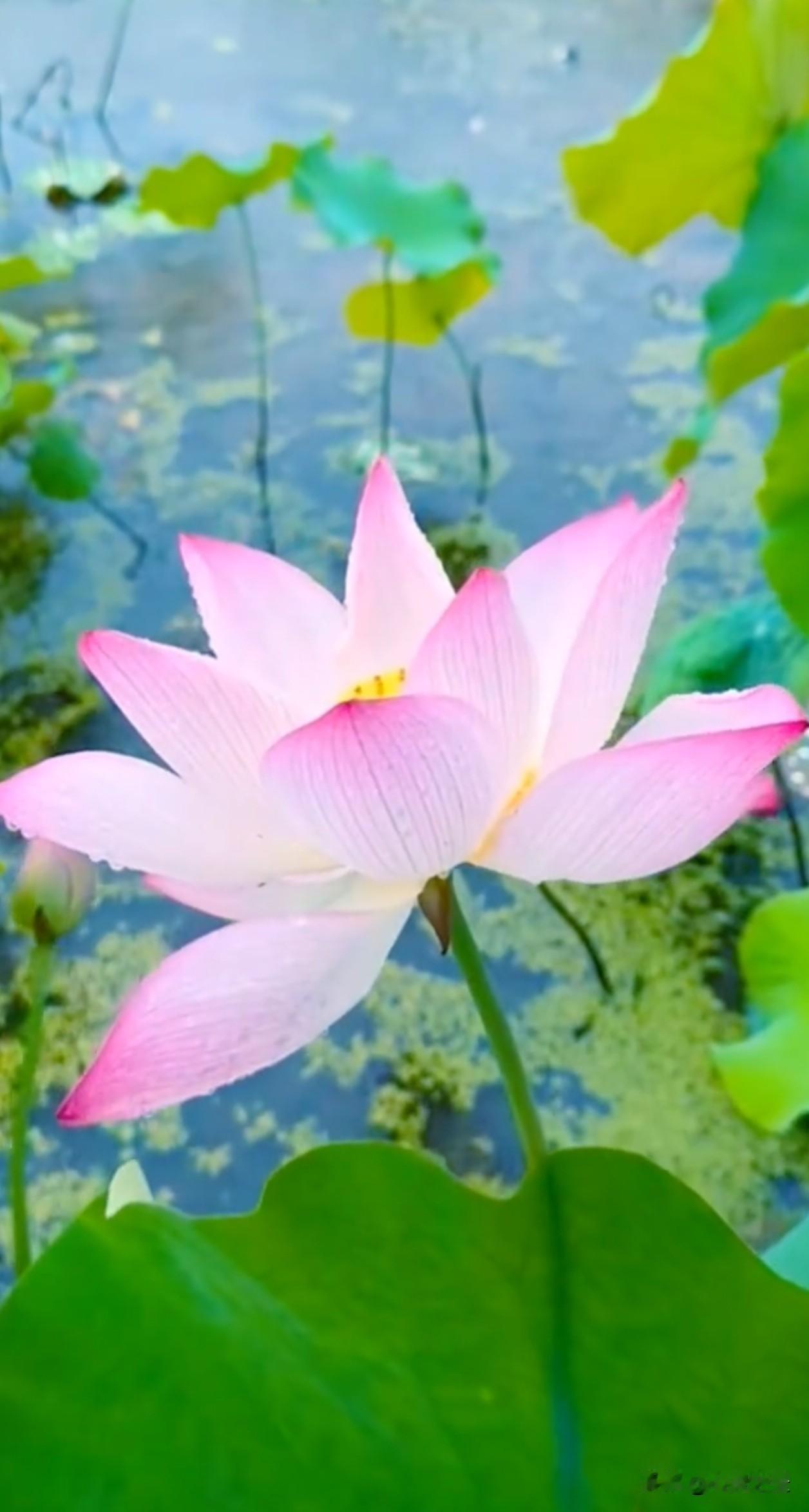  满身清雅不染尘，一池荷色慰人心。夏日荷花 治愈风景 人生如荷 静心治愈