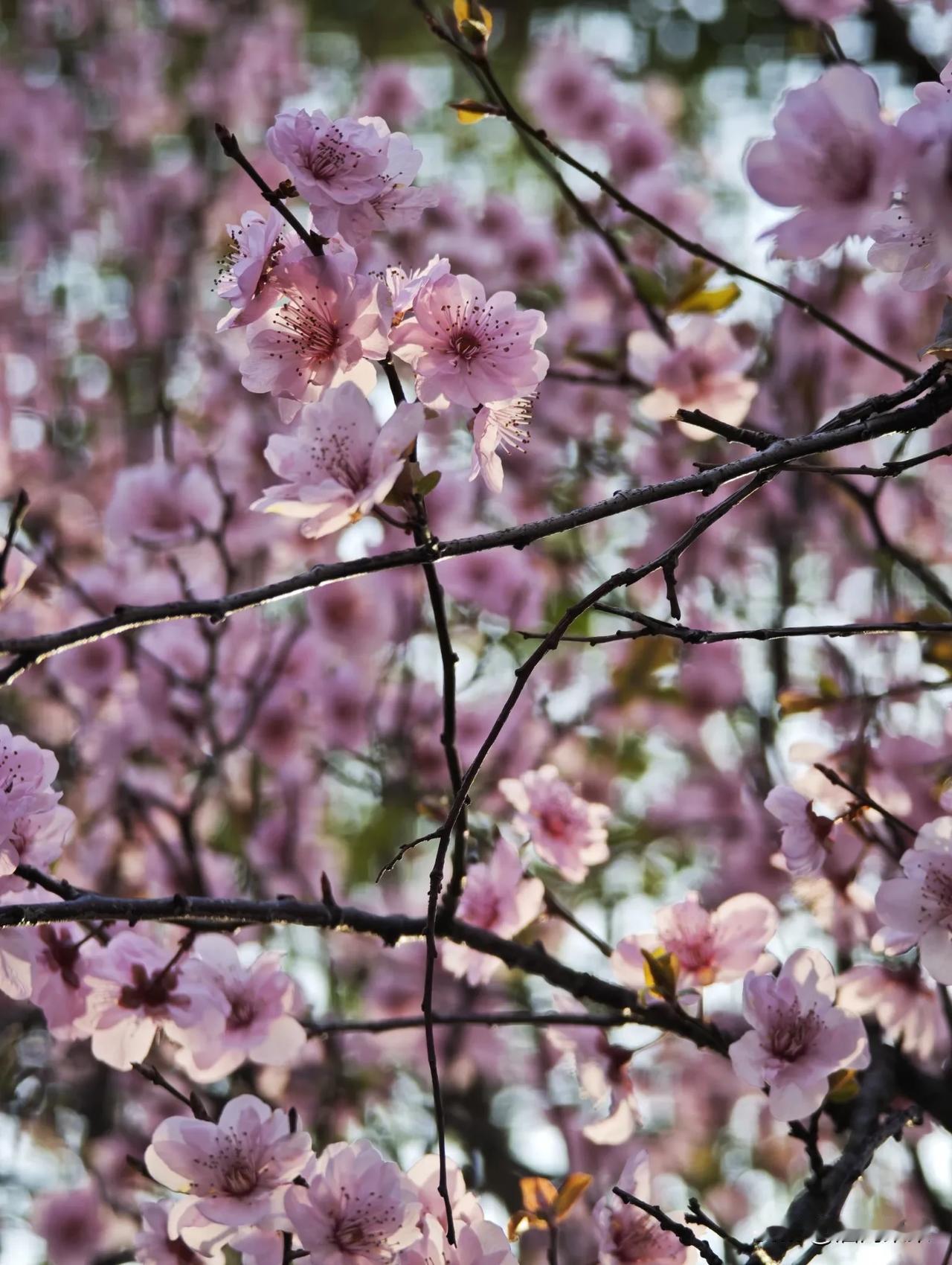 从大连特意跑到上海，就为看展、赏花。
虽然天气还凉凉的，可路边、街角到处都开得热