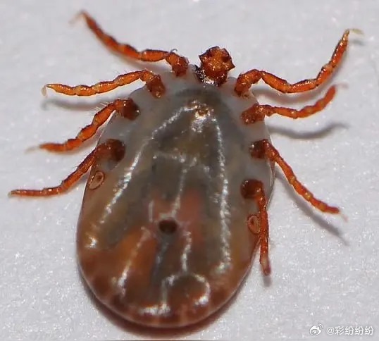 我小时候回老家，跟着人跑去田里玩，不知怎的被只蚂蝗咬了，它钻在我小腿里不出来。 