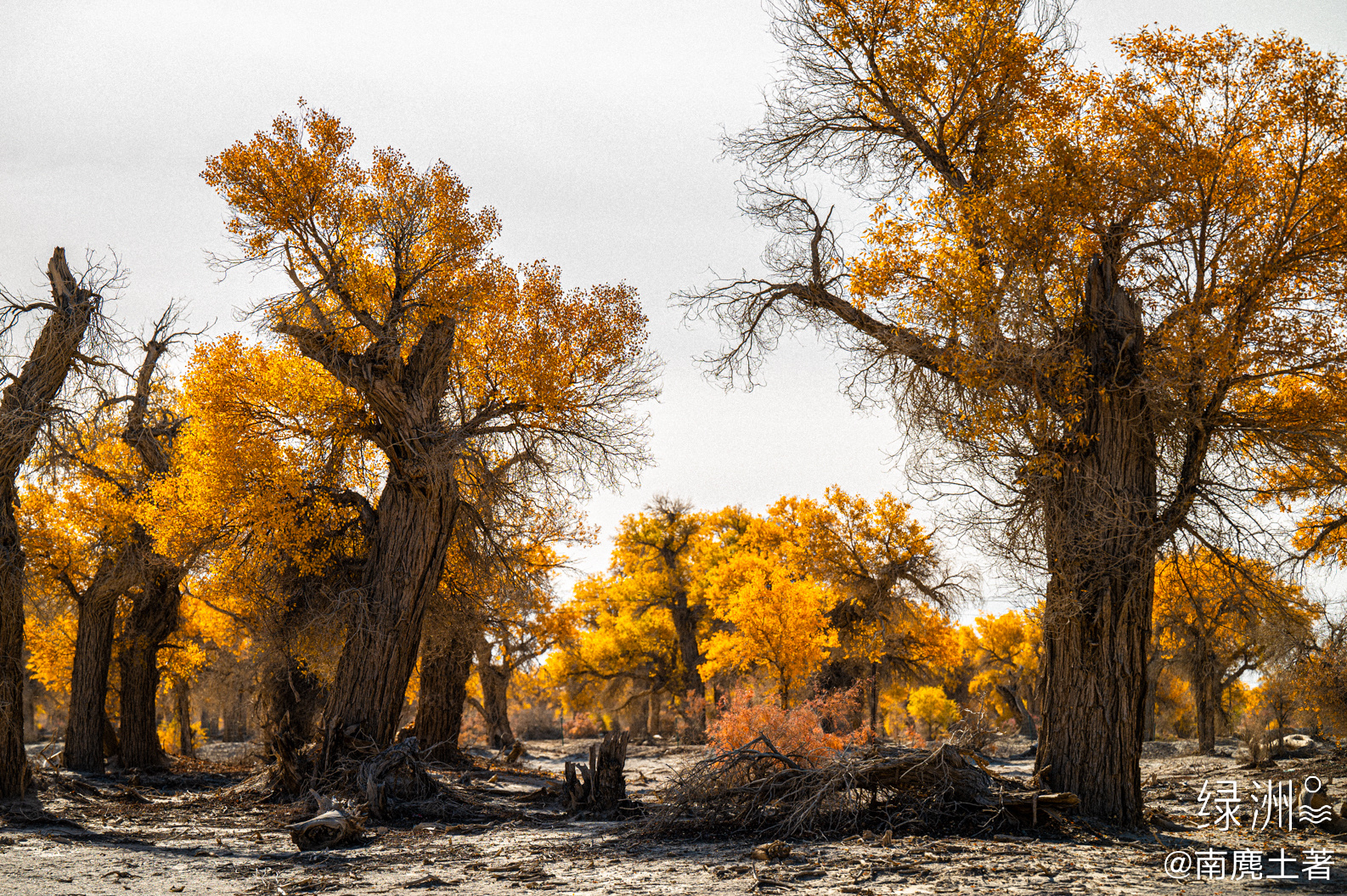 长了一千年 新疆｜轮台#大美新疆#  
