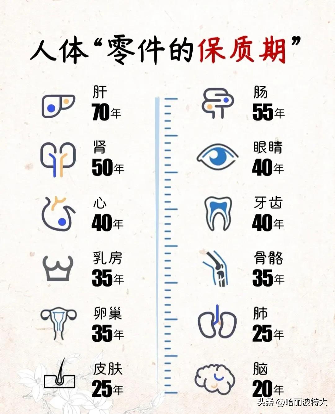 人体零件的保质期，当我看到大脑的时候，我才明白为什么18岁就要高考！
人体就像一