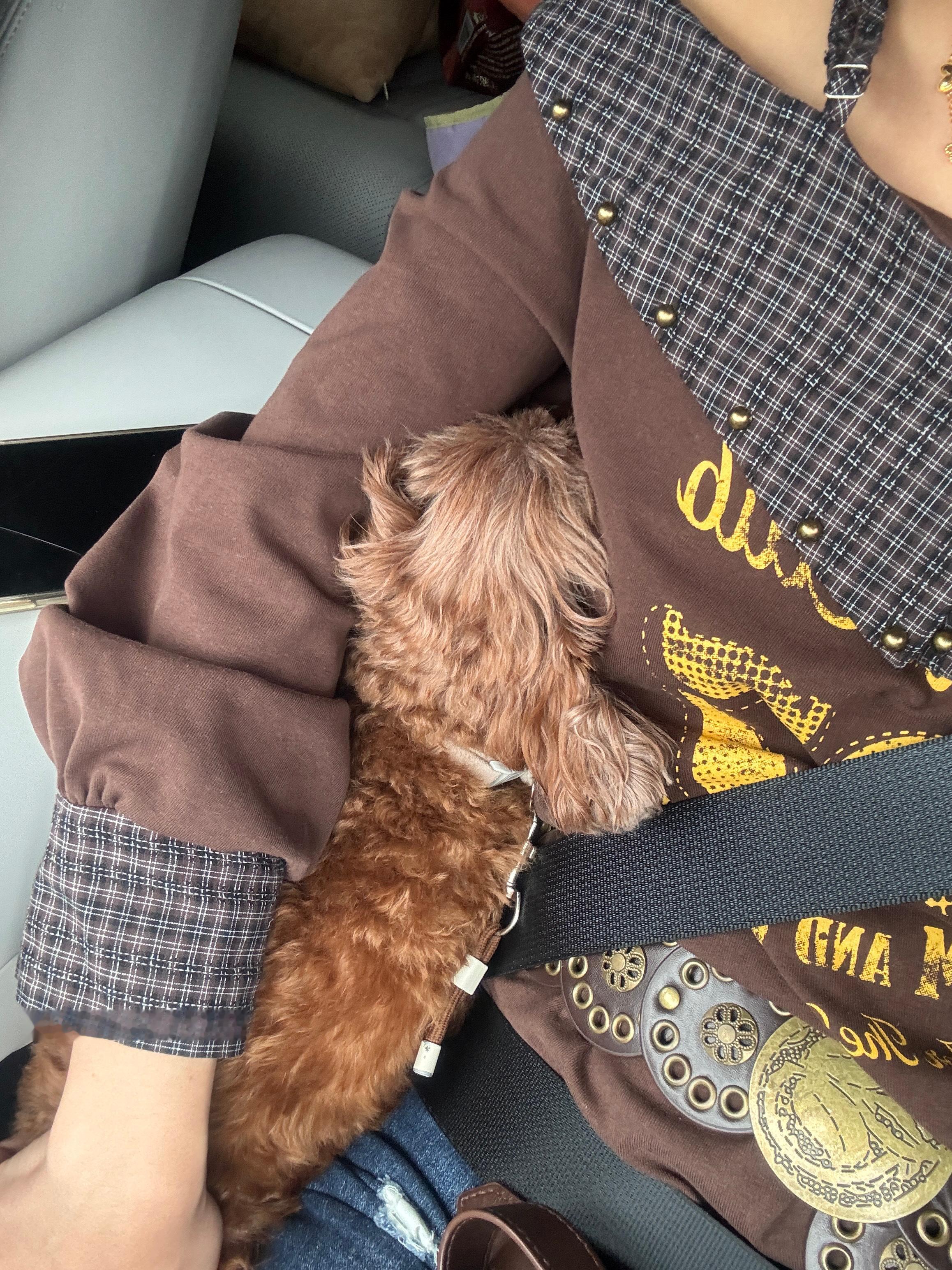 撒娇小狗 ​​​