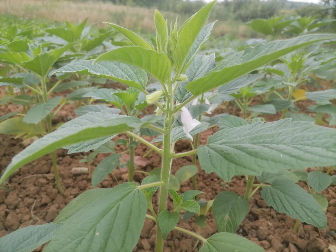 芝麻开花节节高，一份耕耘，一份收获。