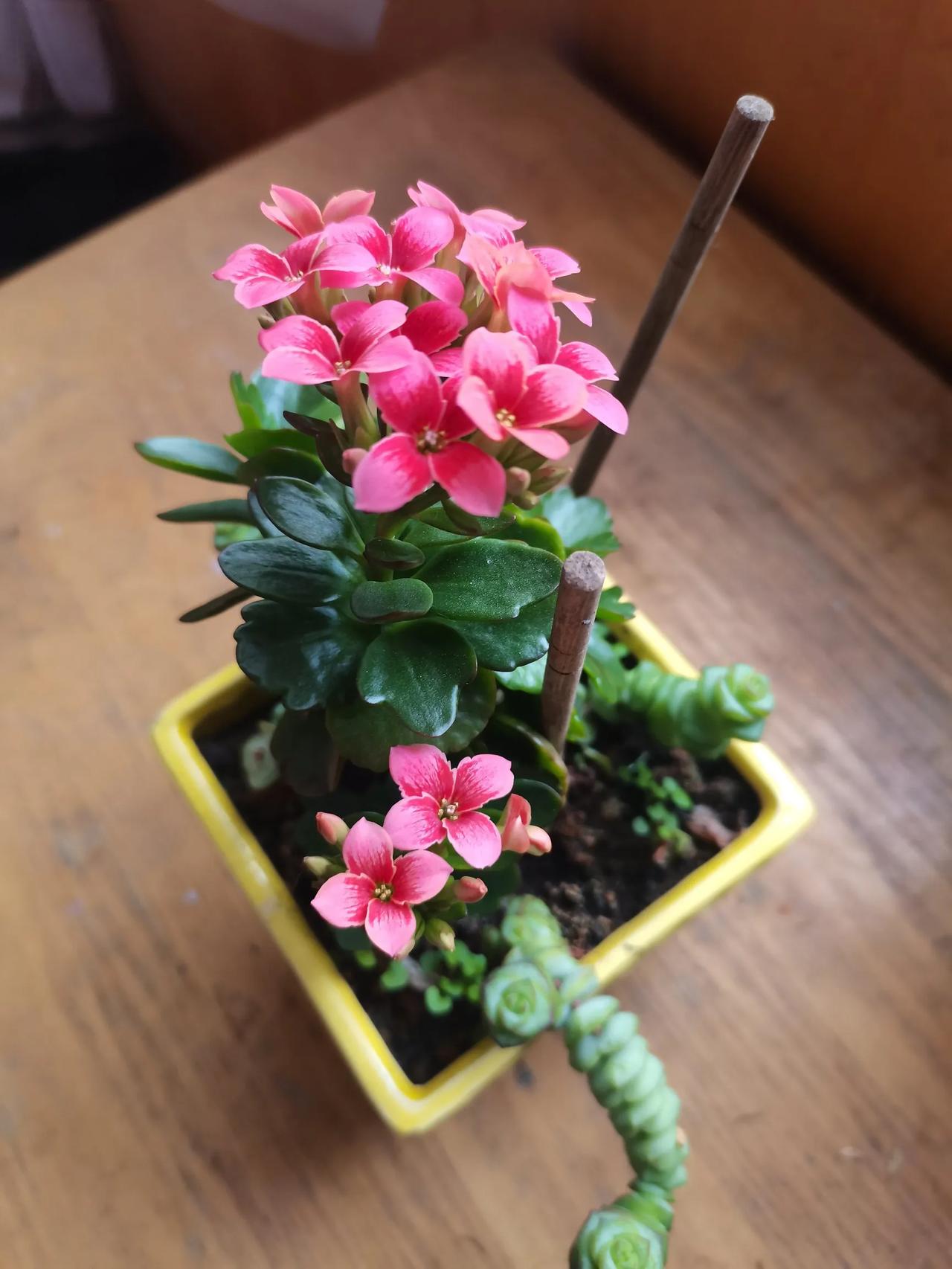 分享一朵你拍的花，什么花都可以