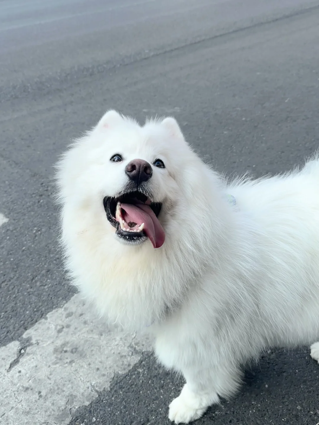 Hi～好久不见 🦴