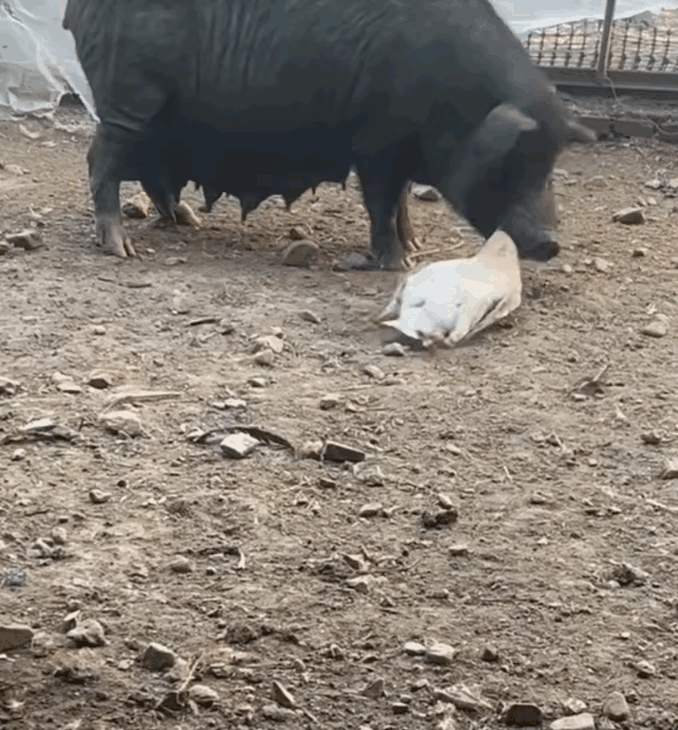 猪兄下手，鸭群秒变空巢[不看][不看]