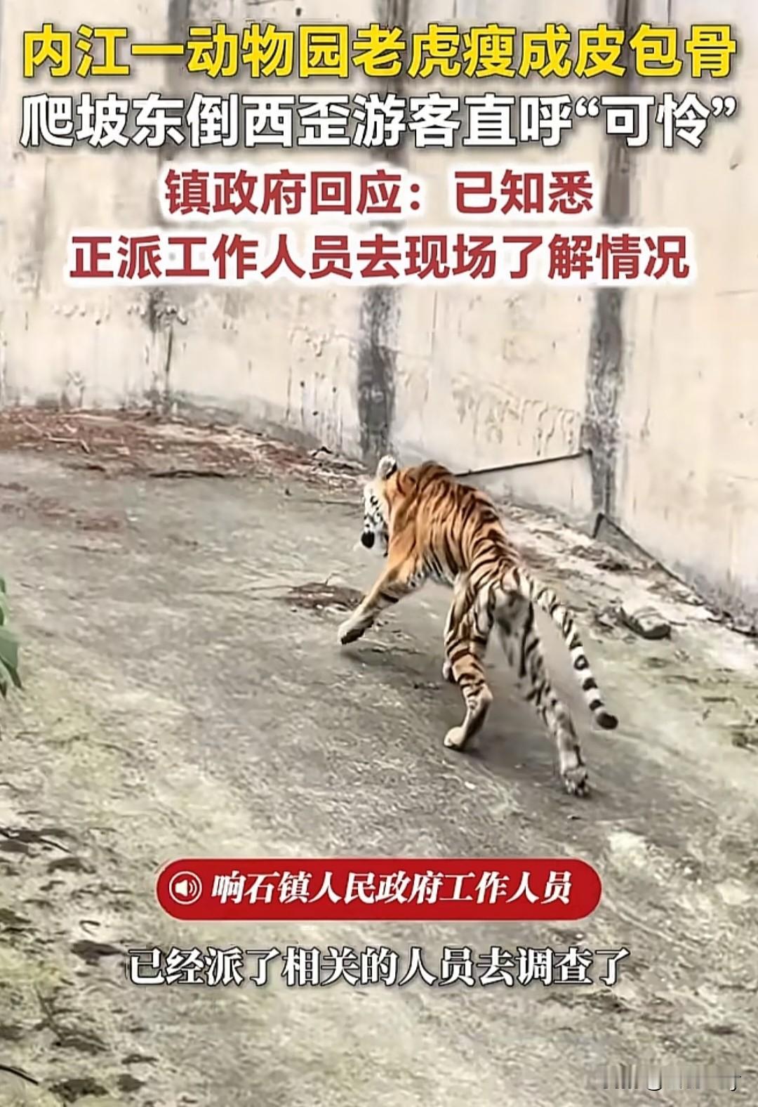 四川隆昌惊现“纸片虎”，真是被虐待了吗？
或许真不是！
其实，近年全国好多动物园