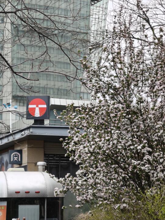 3.27实况，家门口的海棠花已经盛开了