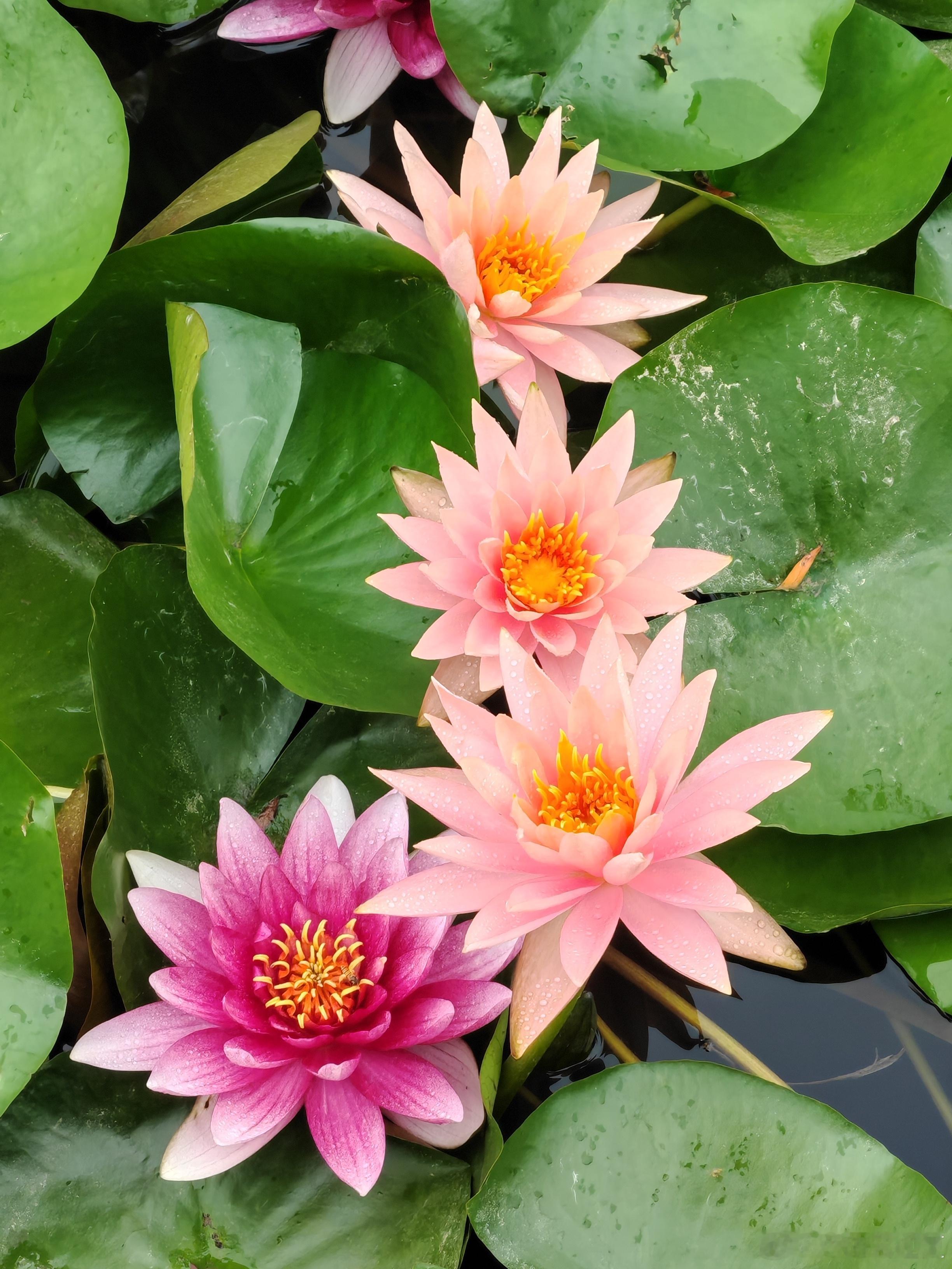 清水出芙蓉，静水卧清莲～寻美中国🪷寻美河南