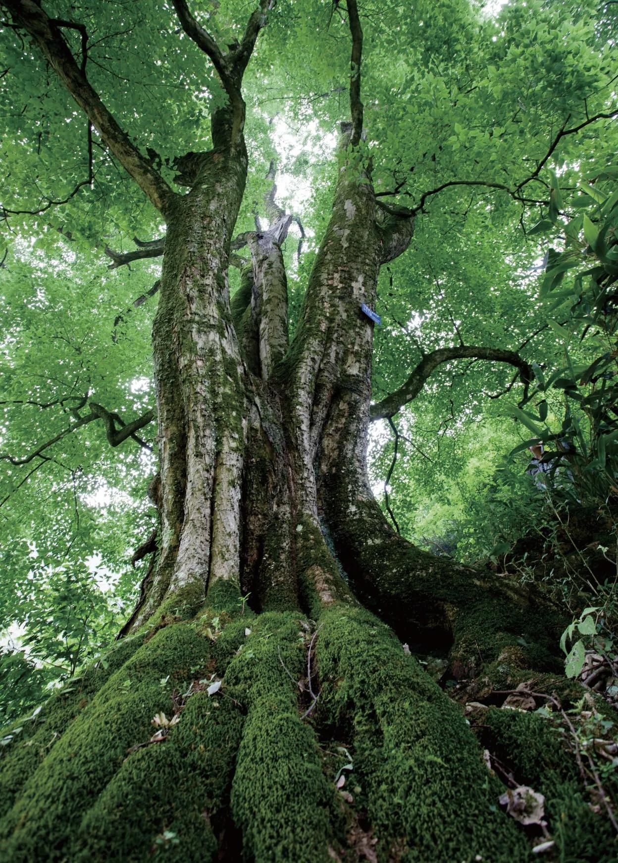 【世间求道者多，得道者少，贵在静心实干】
        世间求道者多，得道者少