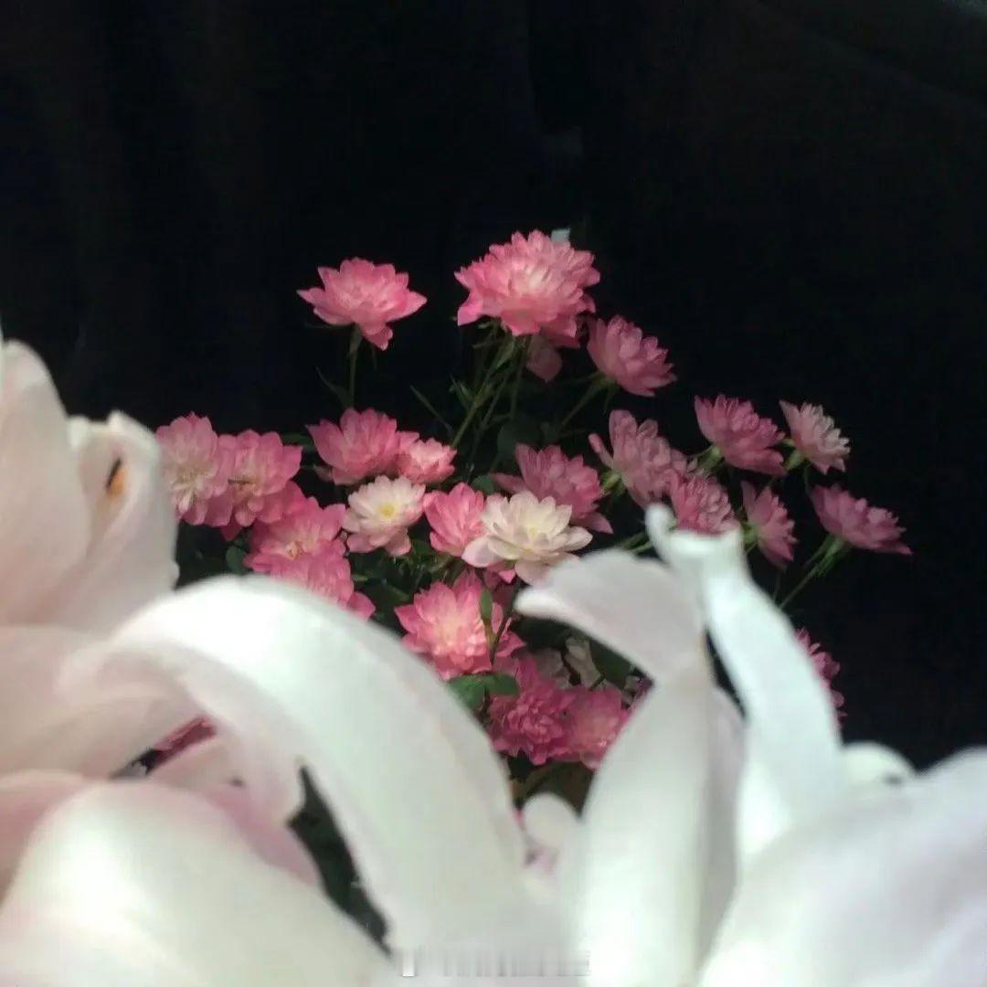 凌晨四点，我看见海棠花未眠，总觉得这时，你应该在我身边。——川端康成《花未眠》晚