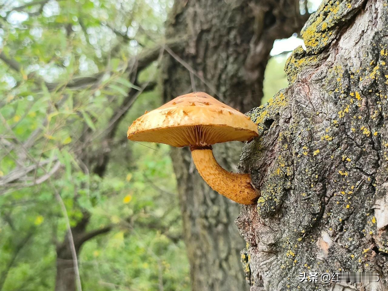 这个蘑菇能吃吗？今年秋天心心念念的想去蔚县大山里采蘑菇，终于采到了，但是不知道是