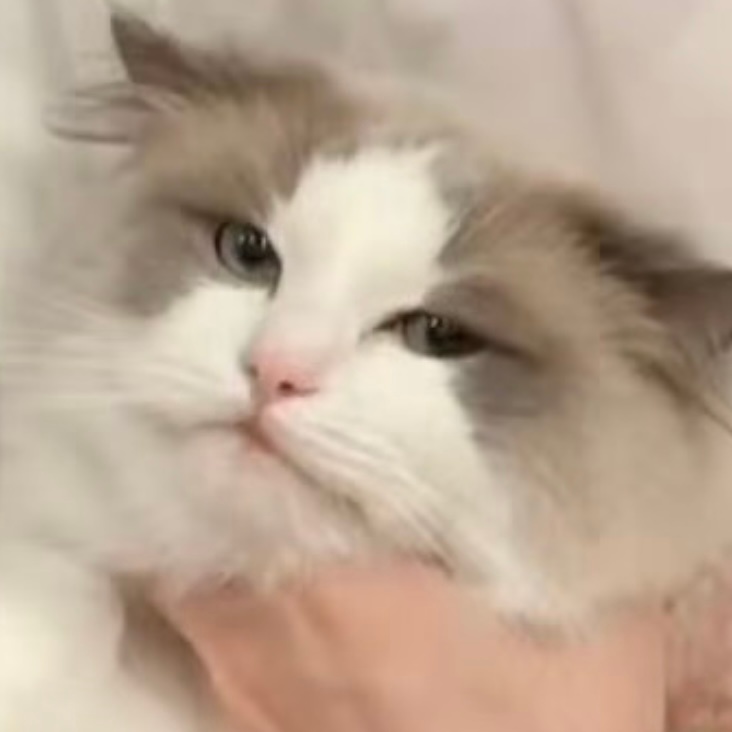 其实不是猫胖了他不发，而是猫丑了不好意思发，他甚至不舍得说猫丑只说胖