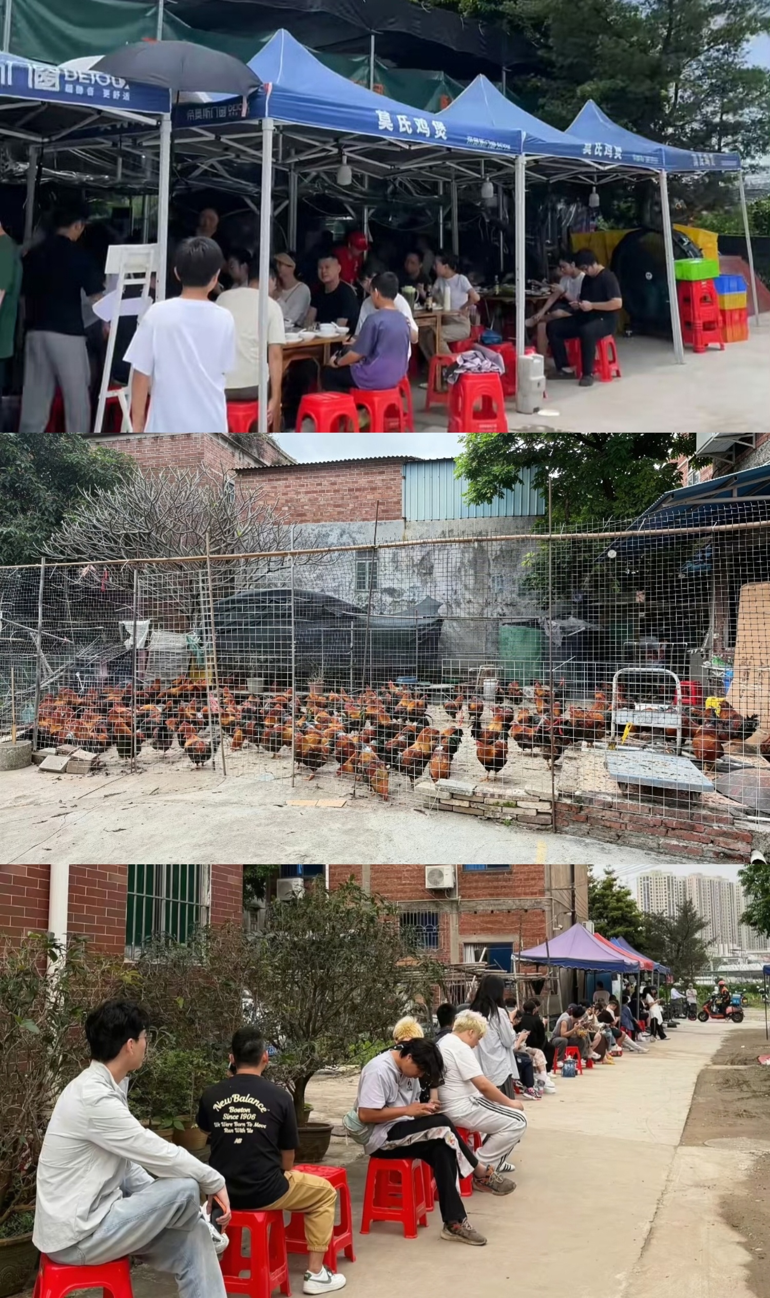 流量退去后莫氏鸡煲日销不足20只广式的白切鸡不太喜欢吃，这种炖的鸡我还是挺想尝试