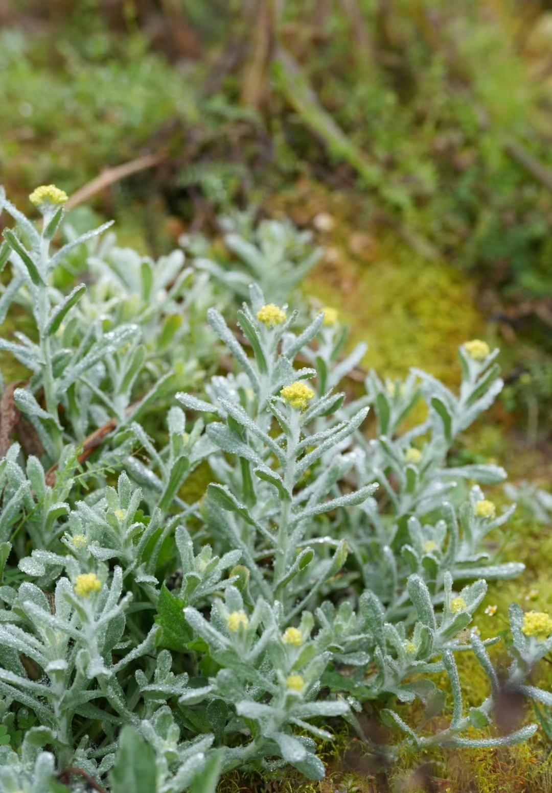 春日生活打卡季很多人都不知道这个能做清明粿吧