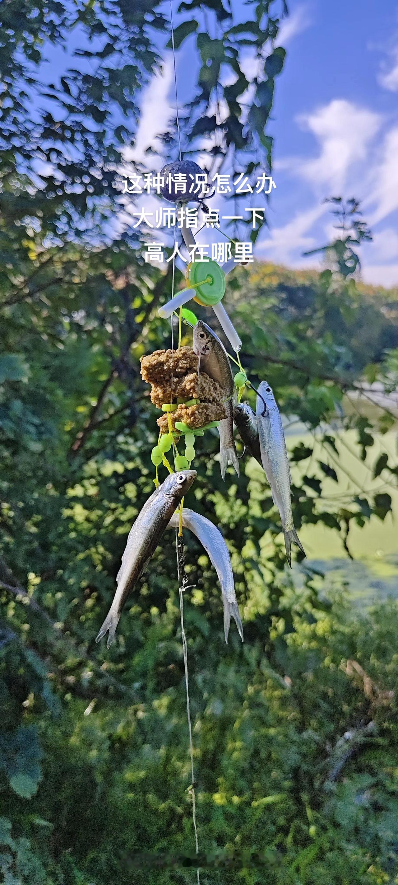 #钓鱼的乐趣只有钓鱼人懂 #我爱钓鱼我的选择 #钓鱼人的天堂 #钓技钓法 #真实