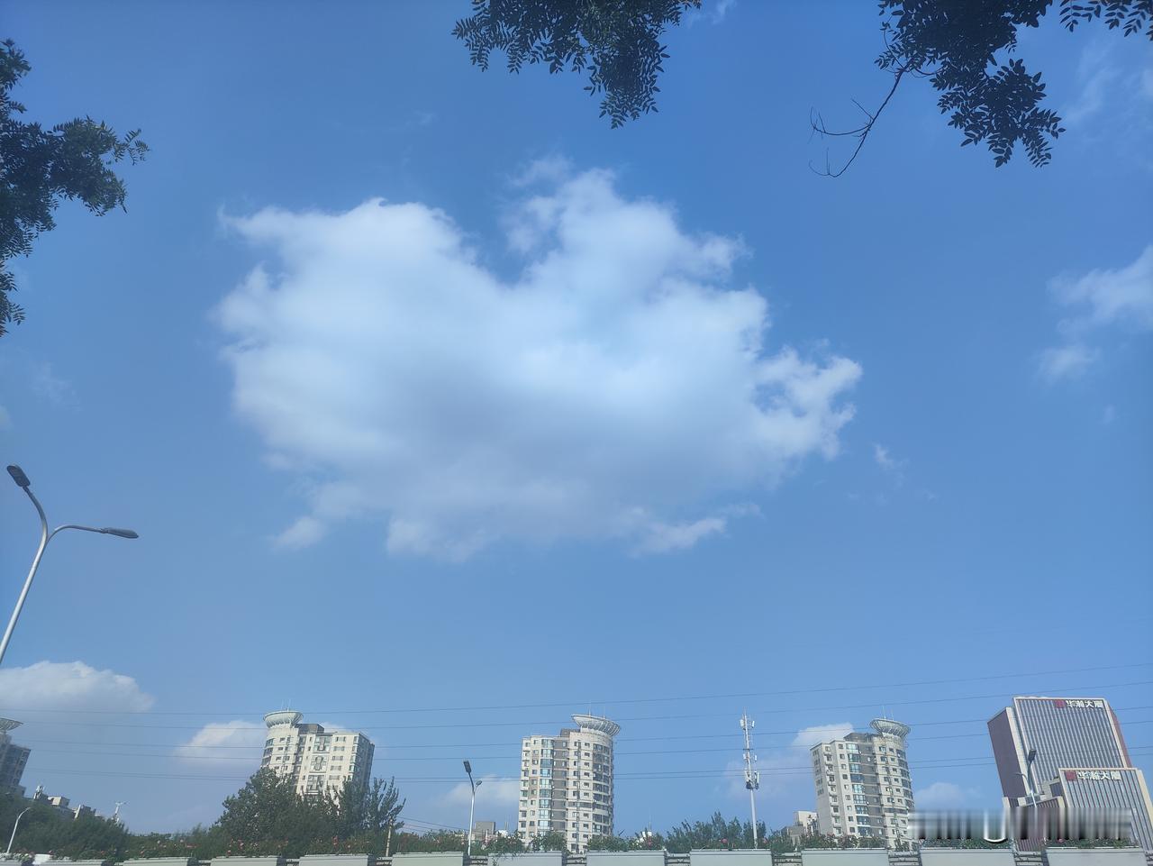 抬眼遇见澄澈蓝天，一朵蓬松的白云悬于上空，温柔舒展。枝叶轻垂作为画框，下方楼宇静