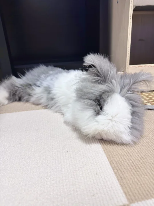 看看你兔睡觉照片