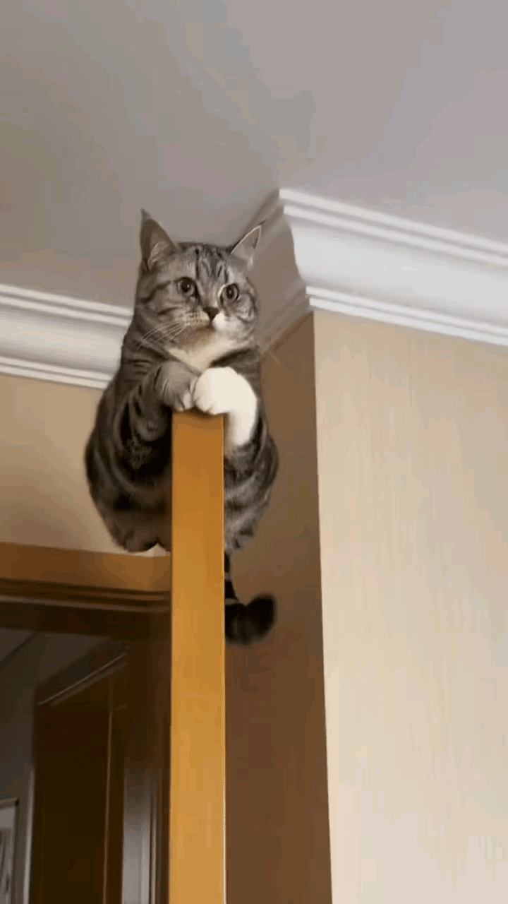 笑喷！这只猫咪把自己当山大王，趴门顶巡视全家，姿态霸气到离谱！
 
网友家的猫咪