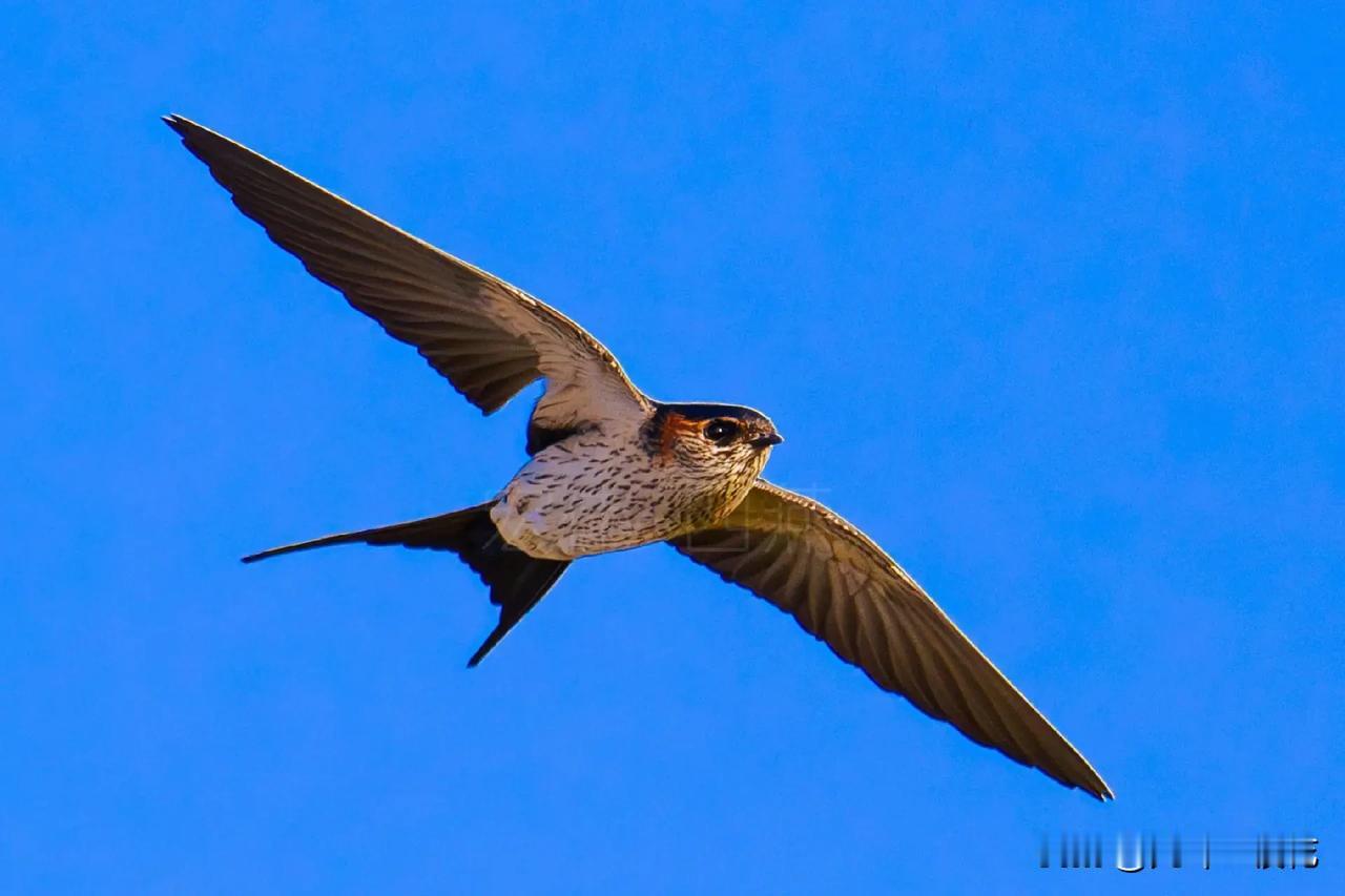中国卫星涨停，什么情况？

中国卫星从一月十三日高点一路跌下来，一直到四月七日才