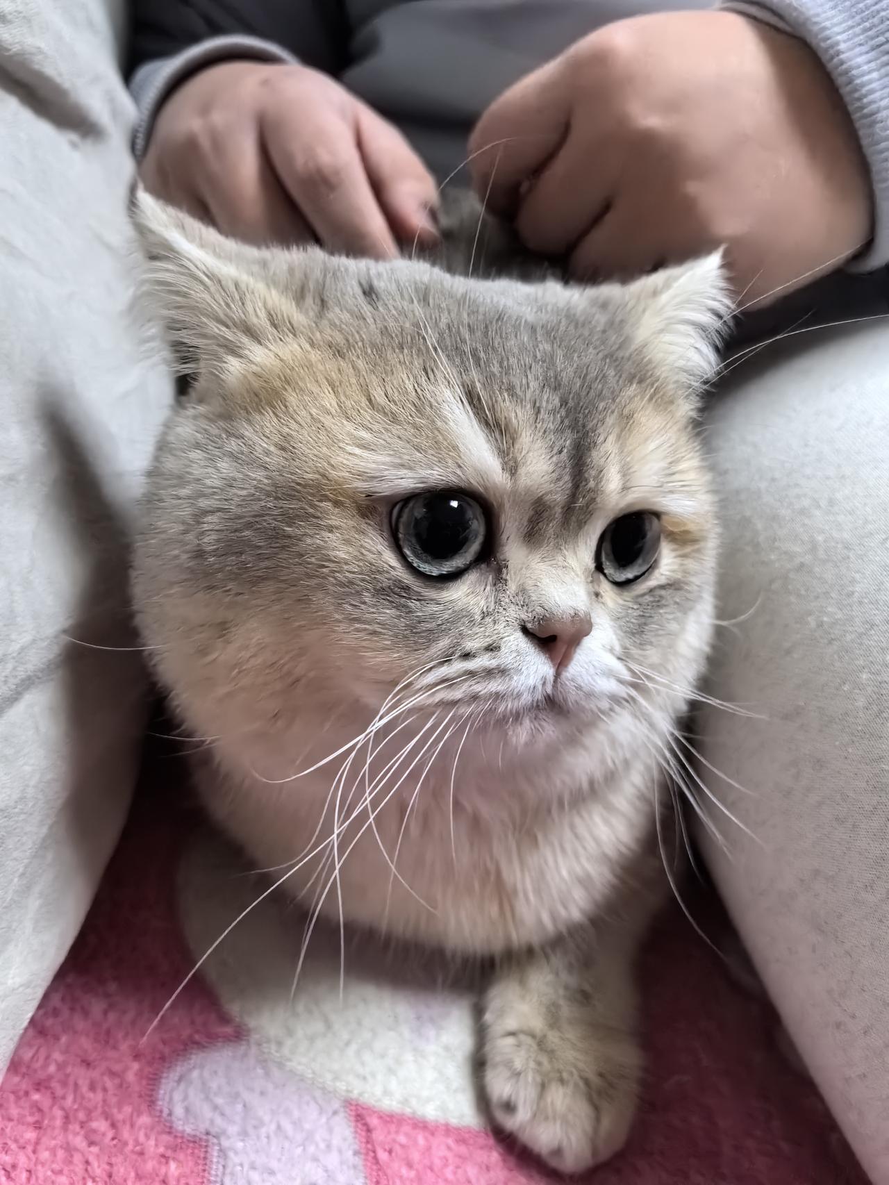 抖音真的是一个很神奇的地方，什么高人都有呢，我家猫猫一直躲床下不出来，真是着急人