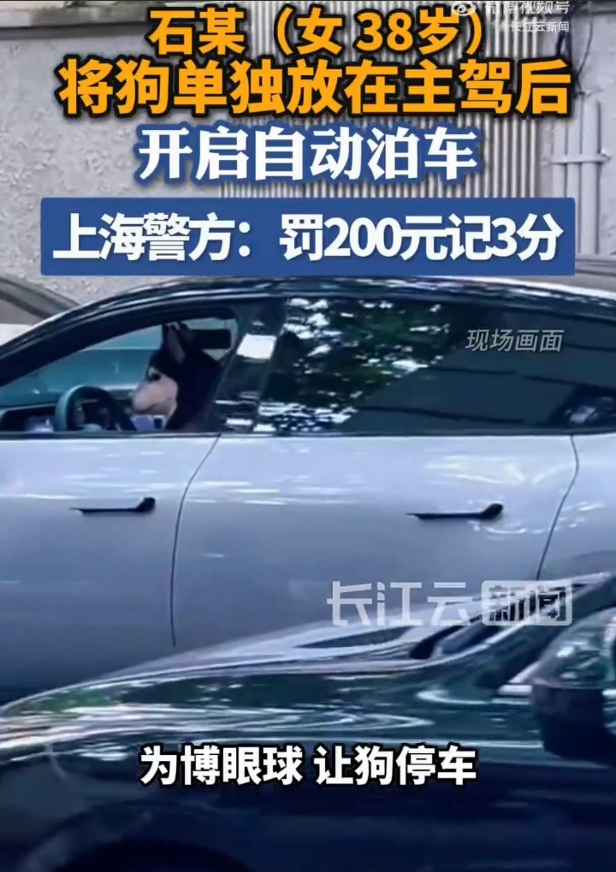 女子为吸睛竟把狗放主驾开自动泊车这个女的也这么野的嘛像我老婆，连自动泊车都不用更