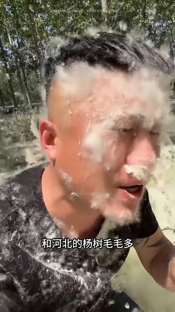 这两天我刷视频刷到了河南的杨树毛毛多和河北的杨树毛毛多，还有安徽的，我想跟你说一
