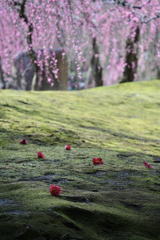 京都城南宫梅花之约