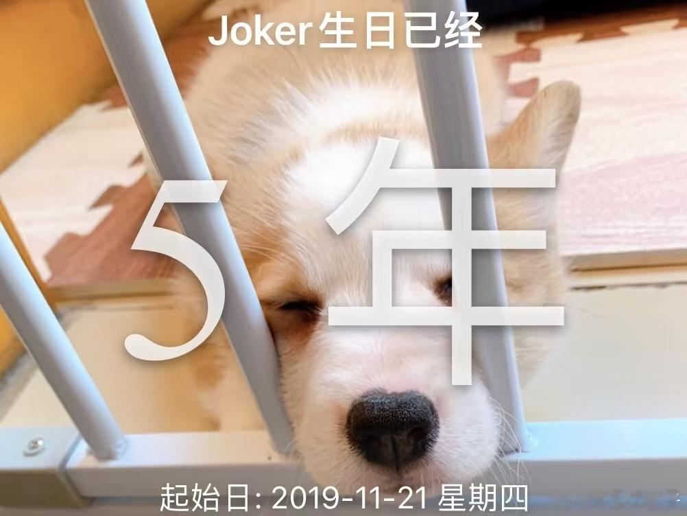 大金子状态  Joker今天五岁了。回忆起来刚抱回来的时候，还只有拖鞋那么大，小