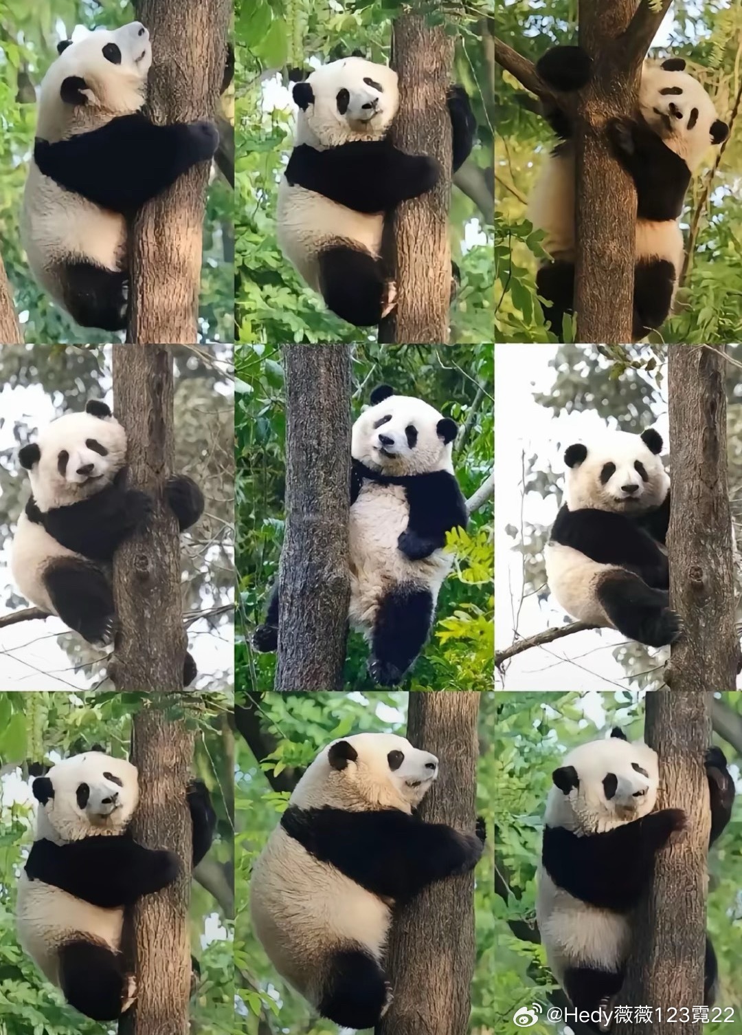 爬树的各种花，你们猜猜这是哪个花！看看你们猜不猜得到！ 