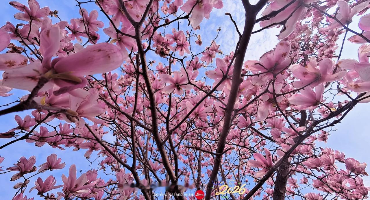 这花也太美了了吧，还是春天的朵朵花！